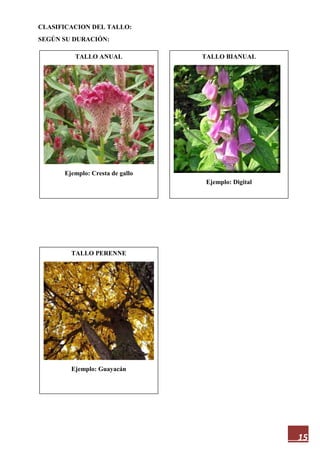 15
CLASIFICACION DEL TALLO:
SEGÚN SU DURACIÓN:
TALLO PERENNE
Ejemplo: Guayacán
TALLO ANUAL
Ejemplo: Cresta de gallo
TALLO BIANUAL
Ejemplo: Digital
 