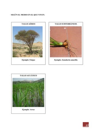 17
SEGÚN EL MEDIO EN EL QUE VIVEN:
TALLO AÉREO
Ejemplo: Faique
TALLO ACUÁTICO
Ejemplo: Arroz
TALLO SUBTERRÁNEOS
Ejemplo: Zanahoria amarilla
 