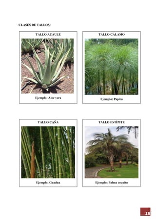 18
CLASES DE TALLOS:
TALLO ACAULE
Ejemplo: Aloe vera
TALLO ESTÍPITE
Ejemplo: Palma coquito
TALLO CAÑA
Ejemplo: Guadua
TALLO CÁLAMO
Ejemplo: Papiro
 