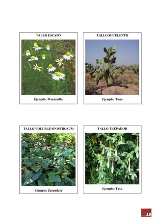 19
TALLO ESCAPO
Ejemplo: Manzanilla
TALLO TREPADOR
Ejemplo: Taxo
TALLO VOLUBLE SINISTROSUM
Ejemplo: Zarandaja
TALLO SUCULENTO
Ejemplo: Tuna
 