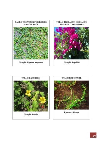 20
TALLO TREPADOR POR RAICES
ADHERENTES
Ejemplo: Higuera trepadora
TALLO RADICANTE
Ejemplo: Kikuyo
TALLO RASTRERO
Ejemplo: Zambo
TALLO TREPADOR MEDIANTE
ACULEOS O AGUIJONES
Ejemplo: Papelillo
 