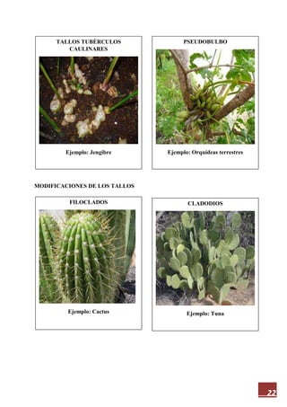 22
MODIFICACIONES DE LOS TALLOS
TALLOS TUBÉRCULOS
CAULINARES
Ejemplo: Jengibre
PSEUDOBULBO
Ejemplo: Orquídeas terrestres
FILOCLADOS
Ejemplo: Cactus
CLADODIOS
Ejemplo: Tuna
 