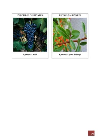 23
ZARCILLOS CAULINARES
Ejemplo: La vid
ESPINAS CAULINARES
Ejemplo: Espino de fuego
 