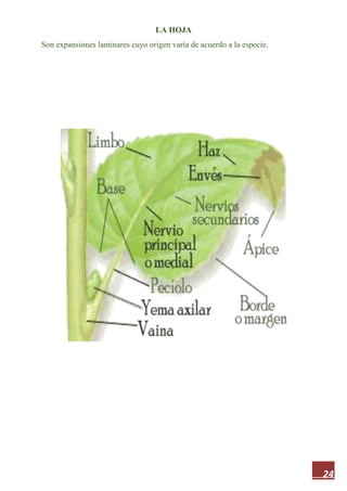 24
LA HOJA
Son expansiones laminares cuyo origen varía de acuerdo a la especie.
 