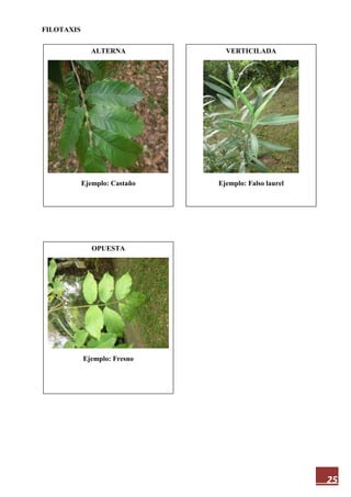 25
FILOTAXIS
ALTERNA
Ejemplo: Castaño
OPUESTA
Ejemplo: Fresno
VERTICILADA
Ejemplo: Falso laurel
 