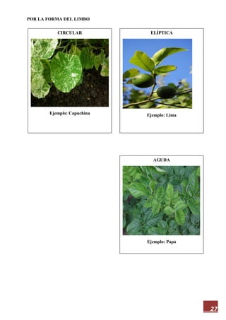 27
POR LA FORMA DEL LIMBO
CIRCULAR
Ejemplo: Capuchina
AGUDA
Ejemplo: Papa
ELÍPTICA
Ejemplo: Lima
 