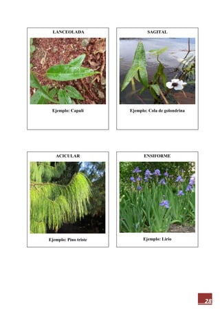 28
LANCEOLADA
Ejemplo: Capulí
ENSIFORME
Ejemplo: Lirio
ACICULAR
Ejemplo: Pino triste
SAGITAL
Ejemplo: Cola de golondrina
 