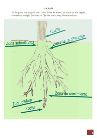 2
LA RAÍZ
Es la parte del vegetal que crece hacia la tierra, es decir es un órgano
subterráneo, cumple funciones de fijación, absorción y almacenamiento.
 