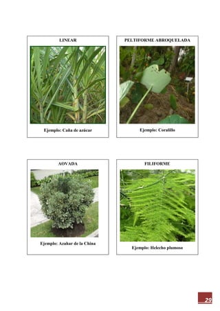 29
LINEAR
Ejemplo: Caña de azúcar
FILIFORME
Ejemplo: Helecho plumoso
AOVADA
Ejemplo: Azahar de la China
PELTIFORME ABROQUELADA
Ejemplo: Coralillo
 