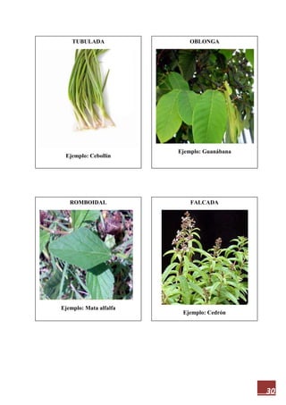 30
TUBULADA
Ejemplo: Cebollín
FALCADA
Ejemplo: Cedrón
ROMBOIDAL
Ejemplo: Mata alfalfa
OBLONGA
Ejemplo: Guanábana
 