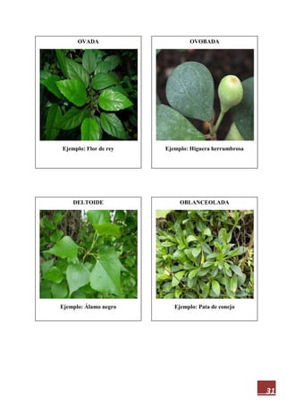 31
OVADA
Ejemplo: Flor de rey
OBLANCEOLADA
Ejemplo: Pata de conejo
DELTOIDE
Ejemplo: Álamo negro
OVOBADA
Ejemplo: Higuera herrumbrosa
 