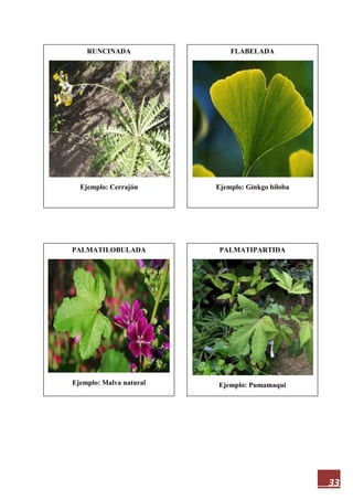 33
RUNCINADA
Ejemplo: Cerrajón
PALMATIPARTIDA
Ejemplo: Pumamaqui
PALMATILOBULADA
Ejemplo: Malva natural
FLABELADA
Ejemplo: Ginkgo biloba
 