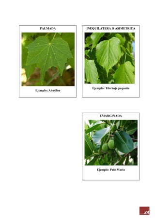 34
PALMADA
Ejemplo: Abutilón
EMARGINADA
Ejemplo: Palo María
INEQUILATERA O ASIMETRICA
Ejemplo: Tilo hoja pequeña
 
