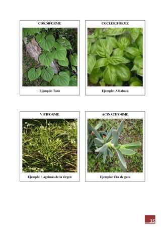 35
CORDIFORME
Ejemplo: Taro
ACINACIFORME
Ejemplo: Uña de gato
VITIFORME
Ejemplo: Lagrimas de la virgen
COCLERIFORME
Ejemplo: Albahaca
 