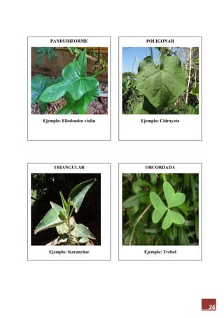 36
PANDURIFORME
Ejemplo: Filodendro violín
OBCORDADA
Ejemplo: Trebol
TRIANGULAR
Ejemplo: Karanchoe
POLIGONAR
Ejemplo: Cidrayota
 