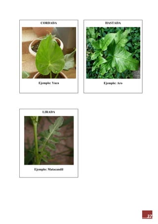 37
CORDADA
Ejemplo: Yuca
LIRADA
Ejemplo: Matacandil
HASTADA
Ejemplo: Aro
 