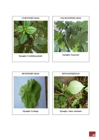 39
CURVINERVADAS
Ejemplo: Cordobán peludo
PINNATINERVIAS
Ejemplo: Amor constante
PENNINERVADAS
Ejemplo: Lechuga
PALMATINERVADAS
Ejemplo: Guarumo
 