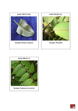 44
BASE CORDADA
Ejemplo: Clerodendron
BASE SAGITADA
Ejemplo: Seta argentina
BASE HASTADA
Ejemplo: Correhuela
BASE TRUNCADA
Ejemplo: Romaza espinosa
BASE OBLICUA
Ejemplo: Espinacas de america
BASE DESIGUAL
Ejemplo: Platanillo
 