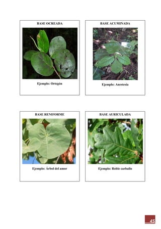 45
BASE PERFOLIADA
Ejemplo: Canchalagua española
BASE CONGENITA
Ejemplo: Cinia
BASE AMPLEXICAULE
Ejemplo: Cicerbita
BASE ALABARDADA
Ejemplo: Hierba campana
BASE AURICULADA
Ejemplo: Roble carballo
BASE RENIFORME
Ejemplo: Árbol del amor
BASE ACUMINADA
Ejemplo: Anestesia
BASE OCREADA
Ejemplo: Ortegón
 