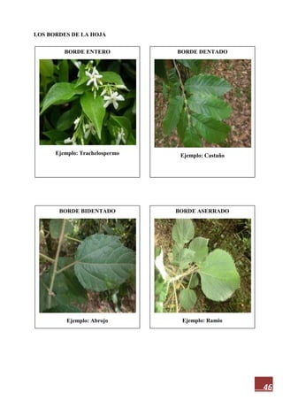 46
LOS BORDES DE LA HOJA
BORDE ENTERO
Ejemplo: Trachelospermo
BORDE ASERRADO
Ejemplo: Ramio
BORDE BIDENTADO
Ejemplo: Abrojo
BORDE DENTADO
Ejemplo: Castaño
 