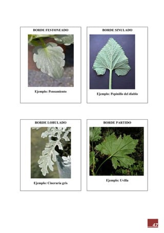 47
BORDE FESTONEADO
Ejemplo: Pensamiento
BORDE PARTIDO
Ejemplo: Uvilla
BORDE LOBULADO
Ejemplo: Cineraria gris
BORDE SINULADO
Ejemplo: Pepinillo del diablo
 