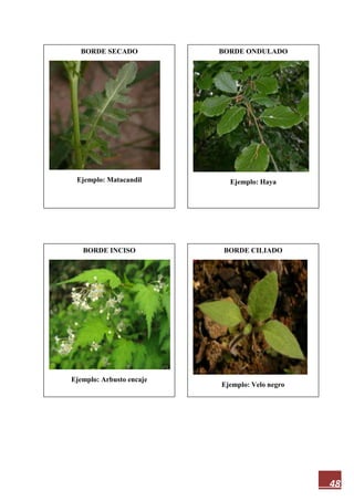 48
BORDE SECADO
Ejemplo: Matacandil
BORDE CILIADO
Ejemplo: Velo negro
BORDE INCISO
Ejemplo: Arbusto encaje
BORDE ONDULADO
Ejemplo: Haya
 