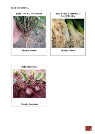 4
SEGÚN SU FORMA:
RAIZ TIPICA O NAPIFORME
Ejemplo: Cerraja
RAIZ TUBEROSA
Ejemplo: Remolacha
RAIZ ATIPICA, FIBROSA O
FASCICULADA
Ejemplo: Cebolla
 