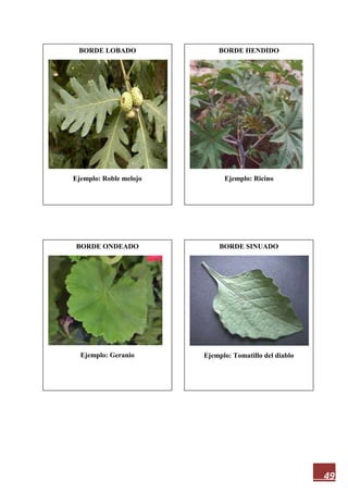 49
BORDE LOBADO
Ejemplo: Roble melojo
BORDE SINUADO
Ejemplo: Tomatillo del diablo
BORDE ONDEADO
Ejemplo: Geranio
BORDE HENDIDO
Ejemplo: Ricino
 