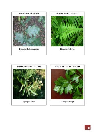 50
BORDE PINNATIFIDO
Ejemplo: Roble europeo
BORDE TRIPINNATISECTO
Ejemplo: Perejil
BORDE BIPINNATISECTO
Ejemplo: Erica
BORDE PINNATISECTO
Ejemplo: Helecho
 