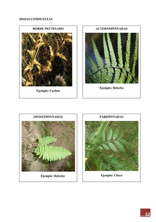 52
HOJAS COMPUESTAS
PINNADAS
Ejemplo: Helecho
PARIPINNADAS
Ejemplo: Checo
OPOSITIPINNADAS
Ejemplo: Helecho
ALTERNOPINNADAS
Ejemplo: Helecho
BORDE PECTINADO
Ejemplo: Carlina
 
