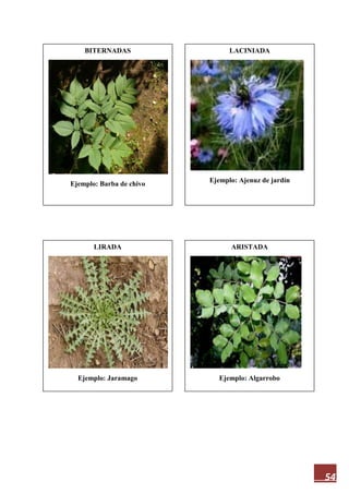 54
IMPARIPINNADAS
Ejemplo: Serbal de cazadores
TRIFOLIADAS
Ejemplo: Frijol negro
DIGITADAS PALMATICOMPUESTA
Ejemplo: Lirio de agua
BIPINNADAS
Ejemplo: Faique
BITERNADAS
Ejemplo: Barba de chivo
ARISTADA
Ejemplo: Algarrobo
LIRADA
Ejemplo: Jaramago
LACINIADA
Ejemplo: Ajenuz de jardín
 