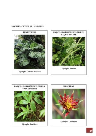 55
MODIFICACIONES DE LAS HOJAS
FENESTRADA
Ejemplo: Costilla de Adán
BRACTEAS
Ejemplo: Llombera
ZARCILLOS FORMADOS POR LA
VAINA FOLIAR
Ejemplo: Pasiflora
ZARCILLOS FORMADOS POR EL
RAQUIS FOLIAR
Ejemplo: Zambo
 