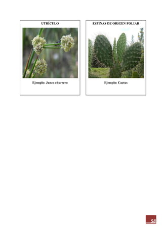58
UTRÍCULO
Ejemplo: Junco churrero
ESPINAS DE ORIGEN FOLIAR
Ejemplo: Cactus
 