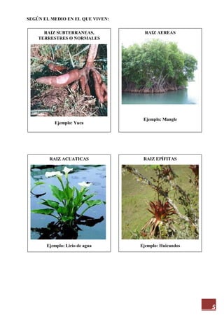 5
SEGÚN EL MEDIO EN EL QUE VIVEN:
RAIZ SUBTERRANEAS,
TERRESTRES O NORMALES
Ejemplo: Yuca
RAIZ EPÍFITAS
Ejemplo: Huicundos
RAIZ ACUATICAS
Ejemplo: Lirio de agua
RAIZ AEREAS
Ejemplo: Mangle
 