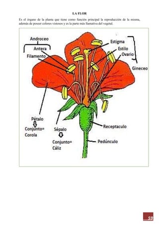59
LA FLOR
Es el órgano de la planta que tiene como función principal la reproducción de la misma,
además de poseer colores vistosos y es la parte más llamativa del vegetal.
 