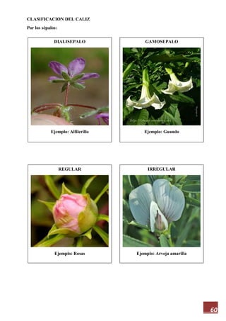 60
CLASIFICACION DEL CALIZ
Por los sépalos:
DIALISEPALO
Ejemplo: Alfilerillo
IRREGULAR
Ejemplo: Arveja amarilla
REGULAR
Ejemplo: Rosas
GAMOSEPALO
Ejemplo: Guando
 