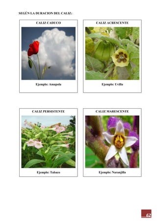 62
SEGÚN LA DURACION DEL CALIZ:
CALIZ CADUCO
Ejemplo: Amapola
CALIZ MARESCENTE
Ejemplo: Naranjilla
CALIZ PERSISTENTE
Ejemplo: Tabaco
CALIZ ACRESCENTE
Ejemplo: Uvilla
 