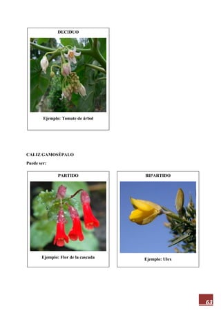 63
CALIZ GAMOSÉPALO
Puede ser:
DECIDUO
Ejemplo: Tomate de árbol
BIPARTIDO
Ejemplo: Ulex
PARTIDO
Ejemplo: Flor de la cascada
 