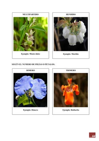 64
SEGÚN EL NUMERO DE PIEZAS O PETALOS:
MULTIPARTIDO
Ejemplo: Monte dulce
HENDIDO
Ejemplo: Mortiño
DIMERO
Ejemplo: Dímero
TRIMERO
Ejemplo: Ruibarbo
 