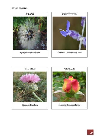 66
OTRAS FORMAS
VILANO
Ejemplo: Diente de león
PARACALIZ
Ejemplo: Rosa mandarina
CALICULO
Ejemplo: Escobera
CARPOSTEGIO
Ejemplo: Trepadora de Jade
 