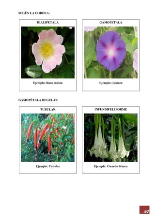 67
SEGÚN LA COROLA:
GAMOPÉTALA REGULAR
DIALIPETALA
Ejemplo: Rosa canina
INFUNDIFULIFORME
Ejemplo: Guando blanco
TUBULAR
Ejemplo: Tubular
GAMOPETALA
Ejemplo: Ipomea
 