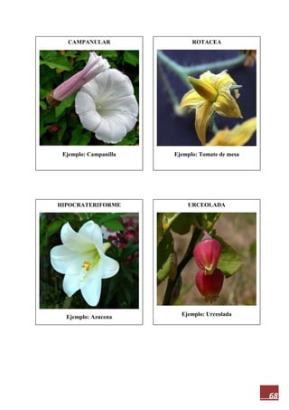 68
CAMPANULAR
Ejemplo: Campanilla
URCEOLADA
Ejemplo: Urceolada
HIPOCRATERIFORME
Ejemplo: Azucena
ROTACEA
Ejemplo: Tomate de mesa
 