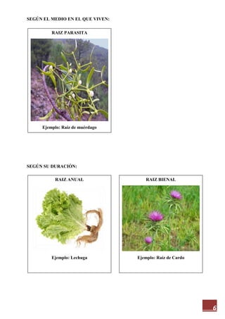 6
SEGÚN EL MEDIO EN EL QUE VIVEN:
SEGÚN SU DURACIÓN:
RAIZ PARASITA
Ejemplo: Raíz de muérdago
RAIZ BIENAL
Ejemplo: Raíz de Cardo
RAIZ ANUAL
Ejemplo: Lechuga
 