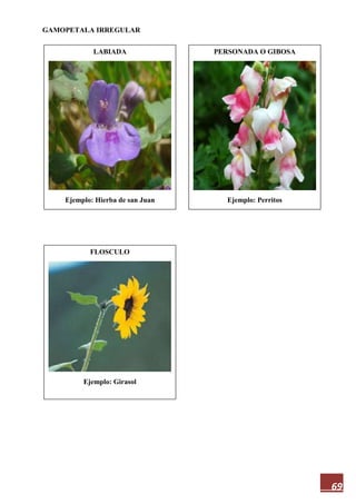 69
GAMOPETALA IRREGULAR
LABIADA
Ejemplo: Hierba de san Juan
FLOSCULO
Ejemplo: Girasol
PERSONADA O GIBOSA
Ejemplo: Perritos
 