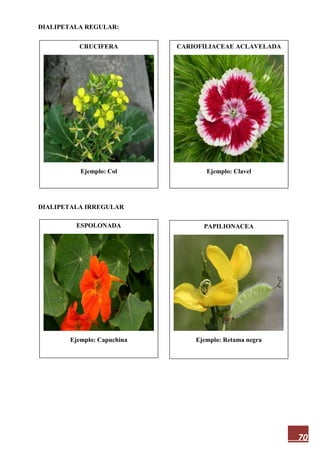 70
DIALIPETALA REGULAR:
DIALIPETALA IRREGULAR
CRUCIFERA
Ejemplo: Col
PAPILIONACEA
Ejemplo: Retama negra
ESPOLONADA
Ejemplo: Capuchina
CARIOFILIACEAE ACLAVELADA
Ejemplo: Clavel
 