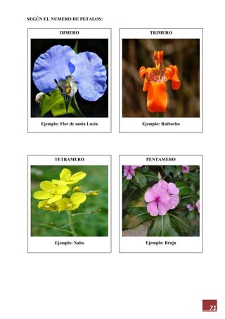 71
SEGÚN EL NUMERO DE PETALOS:
DIMERO
Ejemplo: Flor de santa Lucia
PENTAMERO
Ejemplo: Bruja
TETRAMERO
Ejemplo: Nabo
TRIMERO
Ejemplo: Ruibarbo
 