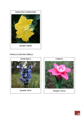 72
OTRAS CLASES DE COROLA
PERIANTO Y PERIGONIO
Ejemplo: Zapallo
CORONA
Ejemplo: Narciso
ASIMETRICA
Ejemplo: Salvia
 