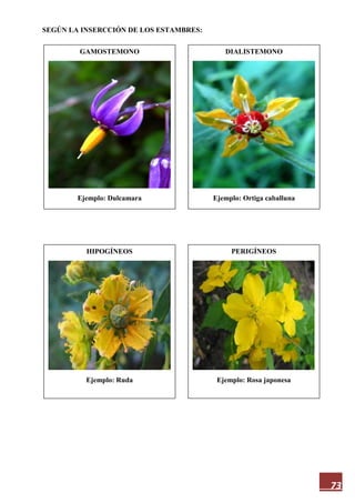 73
SEGÚN LA INSERCCIÓN DE LOS ESTAMBRES:
GAMOSTEMONO
Ejemplo: Dulcamara
PERIGÍNEOS
Ejemplo: Rosa japonesa
HIPOGÍNEOS
Ejemplo: Ruda
DIALISTEMONO
Ejemplo: Ortiga caballuna
 