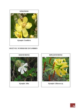 74
SEGÚN EL NUMERO DE ESTAMBRES
EPIGINEOS
Ejemplo: Candilera
DIPLOSTEMONO
Ejemplo: Liliaceae sp.
ISOSTEMONO
Ejemplo: Alba
 