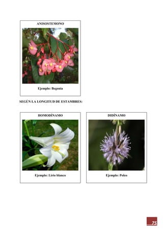 75
SEGÚN LA LONGITUD DE ESTAMBRES:
ANISOSTEMONO
Ejemplo: Begonia
DIDÍNAMO
Ejemplo: Poleo
HOMODÍNAMO
Ejemplo: Lirio blanco
 